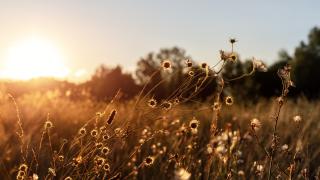 🌞 Jeżyki na lodach i spacerze! 🍦🌳